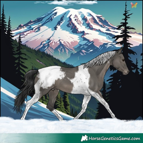Horse Color:Grullo Tobiano Appaloosa