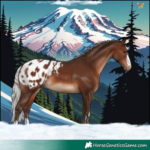 Horse Color:Silver Brown Appaloosa