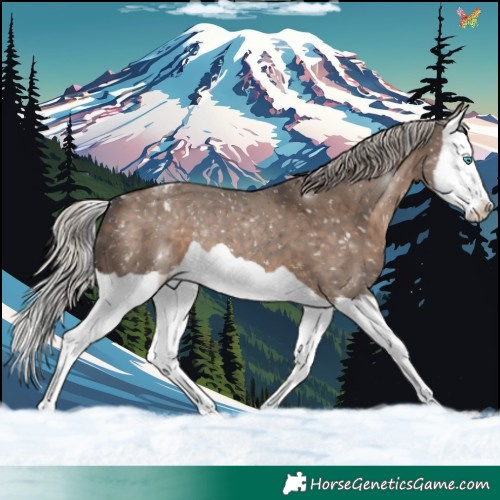 Horse Color:Silver Brown Dun Splash Appaloosa