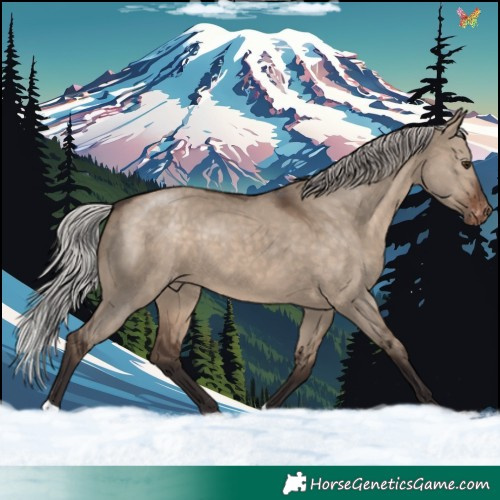 Horse Color:Silver Brown Dun Appaloosa