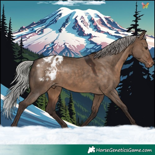 Horse Color:Silver Brown Dun Appaloosa