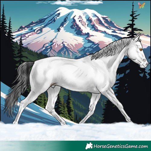 Horse Color:White Spotted Black Appaloosa 