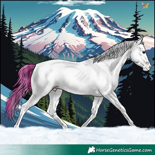 Horse Color:White Spotted Black Appaloosa