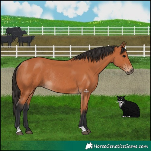 Horse Color:Bay Rabicano