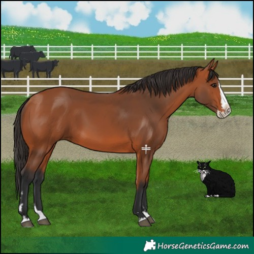Horse Color:Bay Splash Rabicano