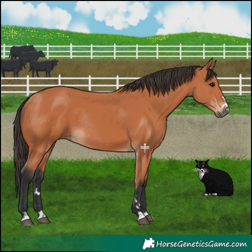 Horse Color:Bay Rabicano 