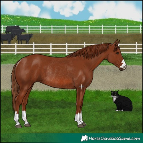 Horse Color:Chestnut Rabicano