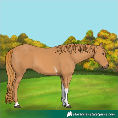 Horse Color:Chestnut Tobiano