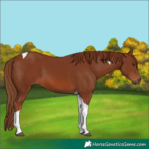 Horse Color:Chestnut Tobiano