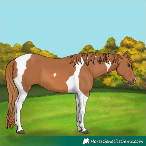 Horse Color:Chestnut Tobiano