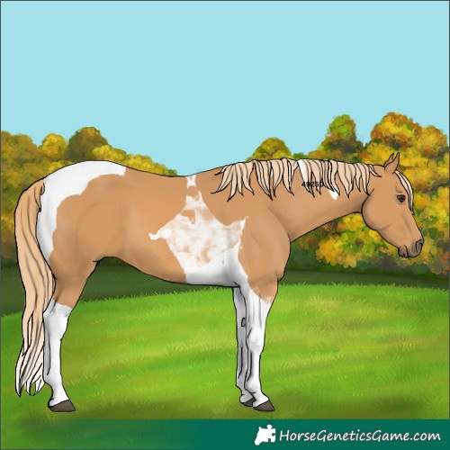 Horse Color:Chestnut Tobiano 