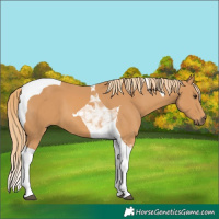 Horse Color:Chestnut Tobiano 