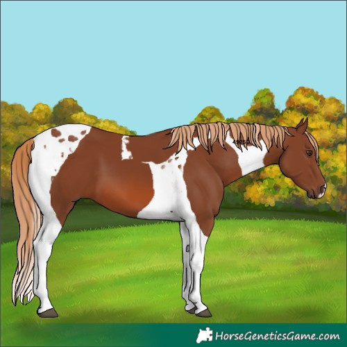 Horse Color:Chestnut Tobiano