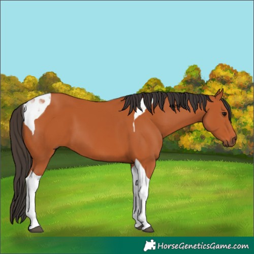Horse Color:Bay Tobiano