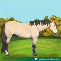 Horse Color:Buckskin Tobiano