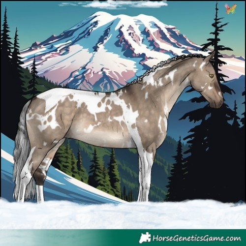 Horse Color:White Spotted Brown Dun Tobiano