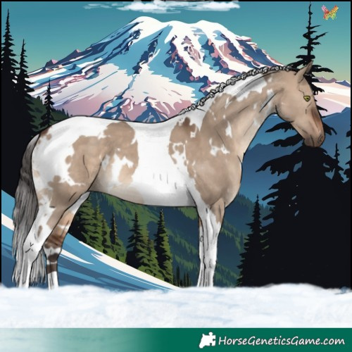 Horse Color:White Spotted Brown Dun Tobiano