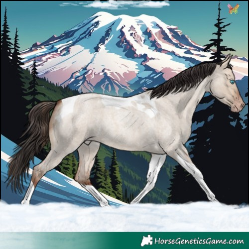 Horse Color:Sable Champagne Roan Dun Tobiano