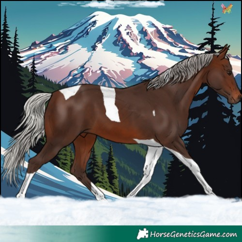 Horse Color:Silver Brown Tobiano 