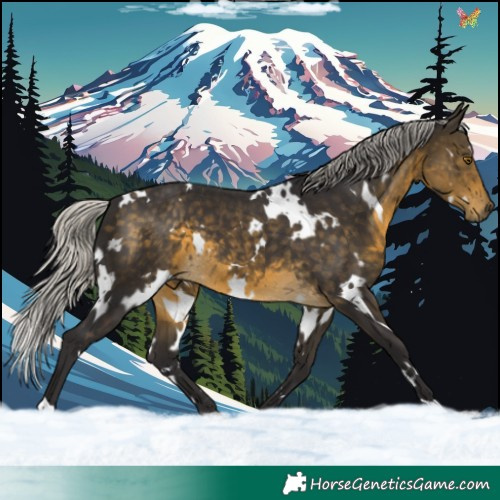 Horse Color:White Spotted Silver Buckskin