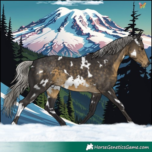 Horse Color:White Spotted Silver Smoky Black