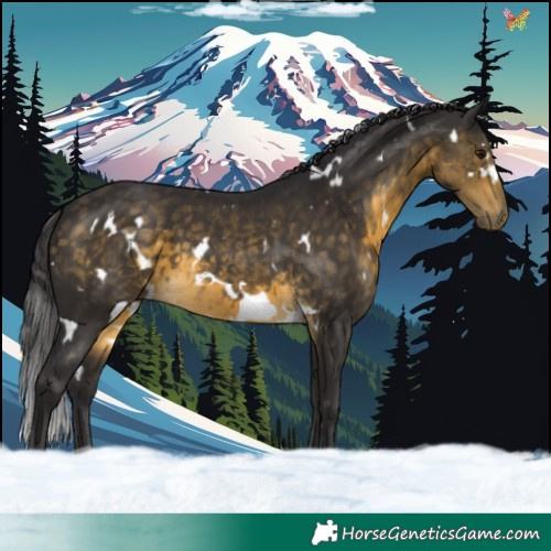 Horse Color:White Spotted Buckskin 