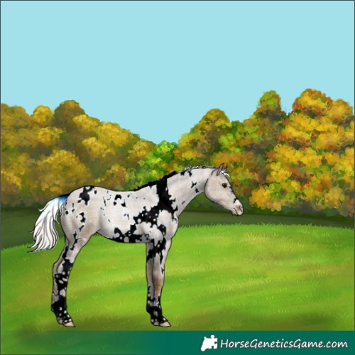 Horse Color:Plaid White Spotted Silver Black