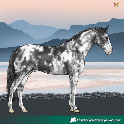 Horse Color:White Spotted Black