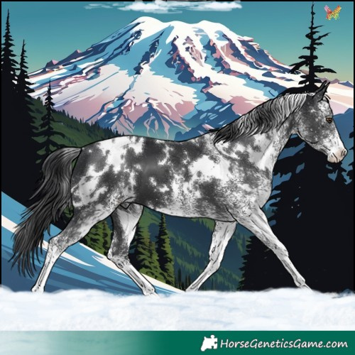 Horse Color:White Spotted Black 
