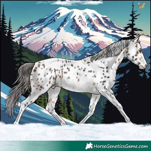 Horse Color:Buckskin Tobiano Frame Appaloosa Rabicano 