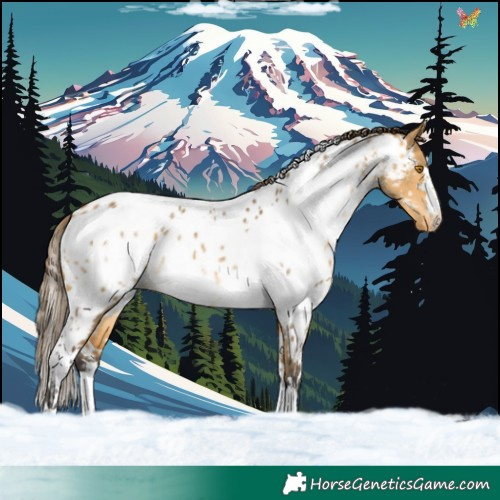 Horse Color:White Spotted Buckskin Dun Appaloosa Rabicano 