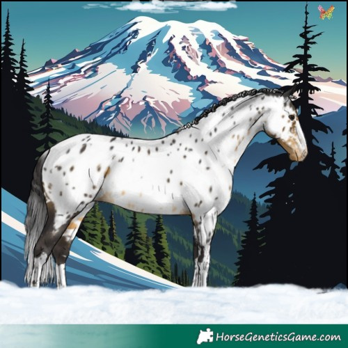 Horse Color:White Spotted Buckskin Appaloosa