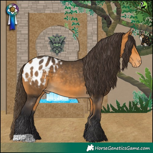 Horse Color:Buckskin Appaloosa