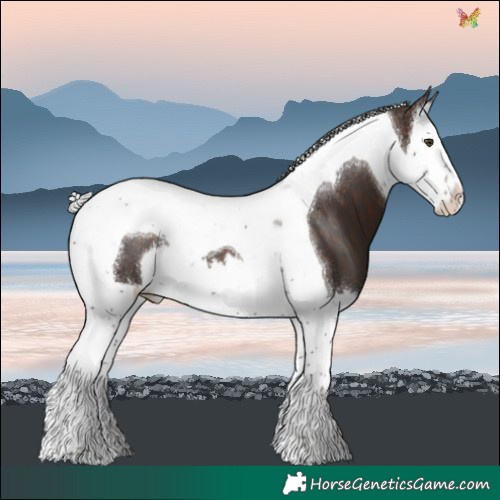 Horse Color:Silver Brown Splash Tobiano 