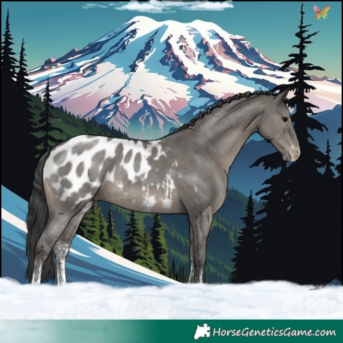 Horse Color:Grullo Sabino Appaloosa 