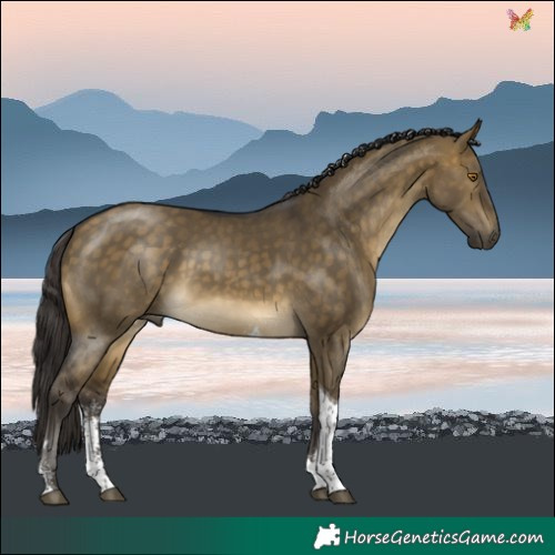 Horse Color:Buckskin Dun Sabino Tobiano 