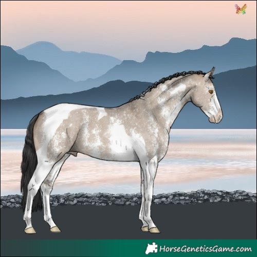 Horse Color:Brown Dun Sabino Tobiano 