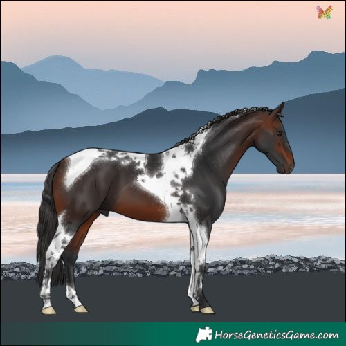 Horse Color:Brown Tobiano