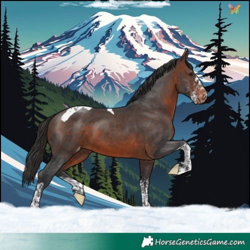 Horse Color:Brown Sabino Tobiano Appaloosa 