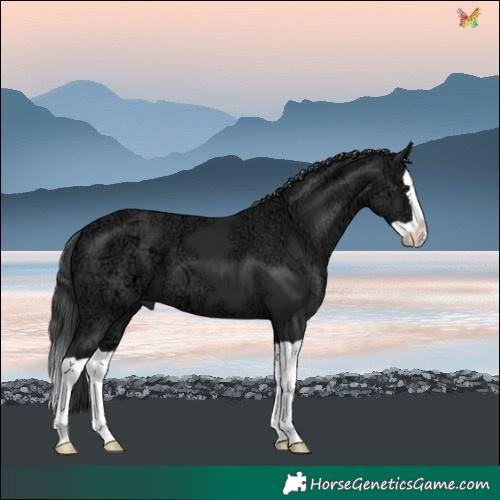 Horse Color:Black Ice Splash