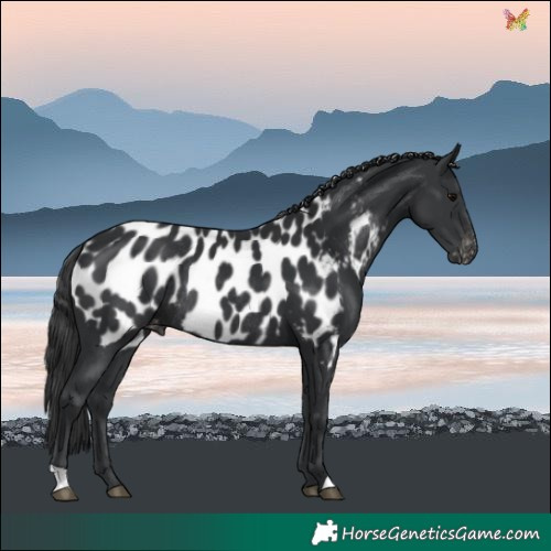 Horse Color:Black Near Leopard Rabicano 