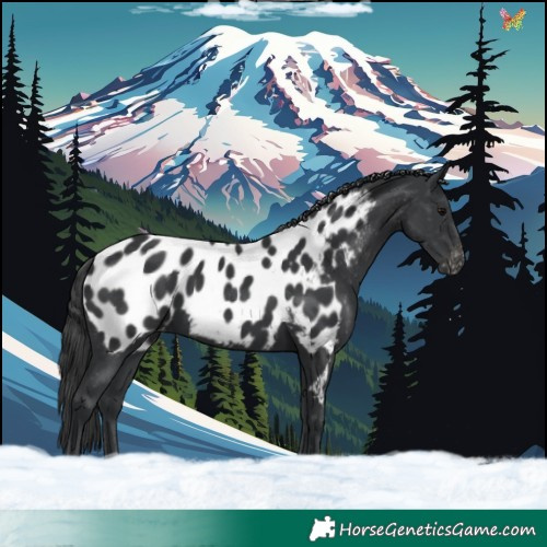 Horse Color:Black Appaloosa