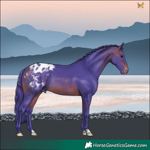 Horse Color:Watercolor Brown Blanket Rabicano
