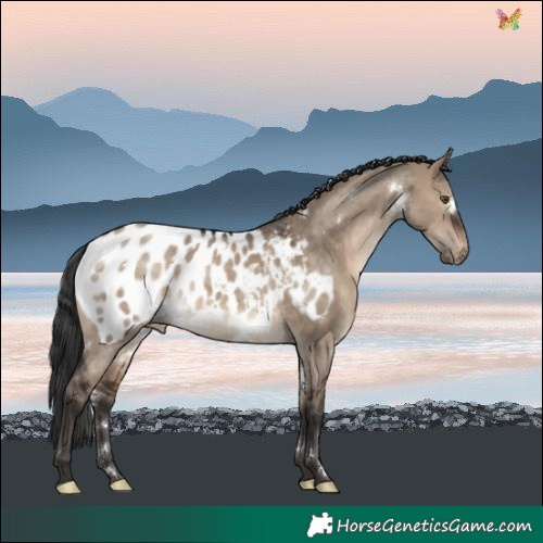 Horse Color:White Spotted Brown Dun Blanket