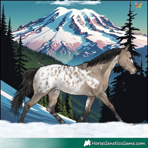 Horse Color:White Spotted Brown Dun Appaloosa
