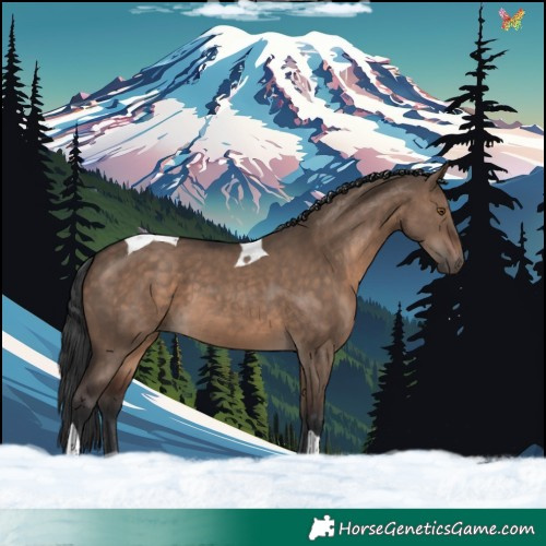Horse Color:Brown Dun Tobiano