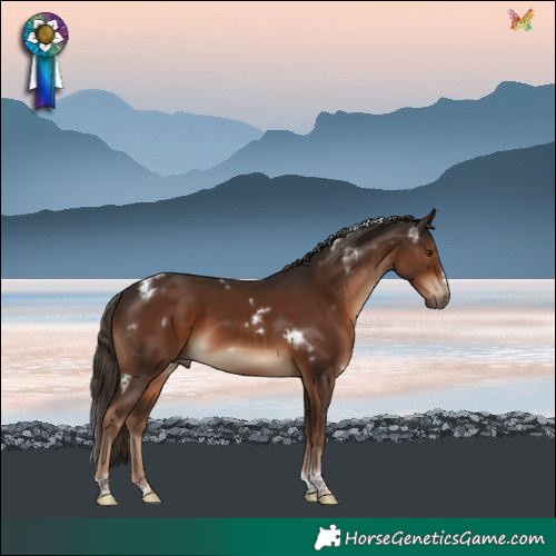 Horse Color:White Spotted Liver Chestnut Tobiano Frame