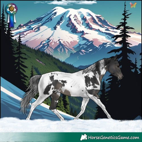 Horse Color:White Spotted Black Tobiano