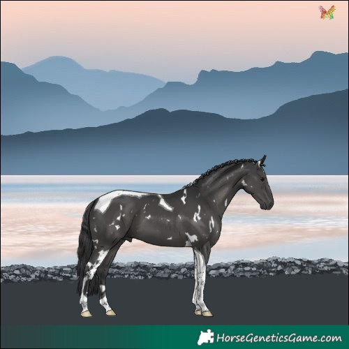 Horse Color:White Spotted Black Tobiano 