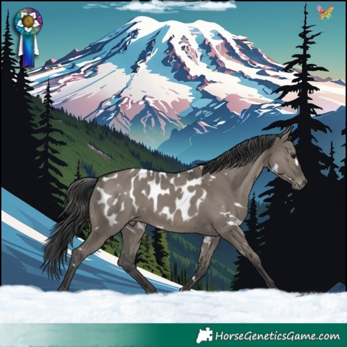 Horse Color:White Spotted Grullo Appaloosa Rabicano 
